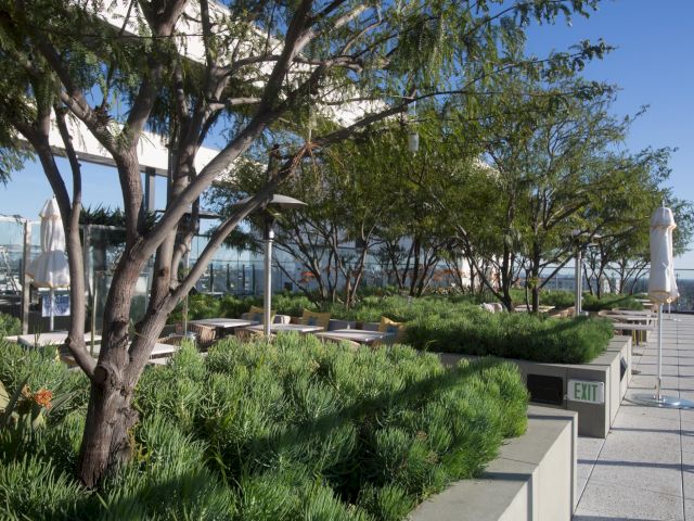 Rooftop garden with trees, shrubs, benches, and a sunny path along the edge, overlooking water in the distance, calm urban greenery.